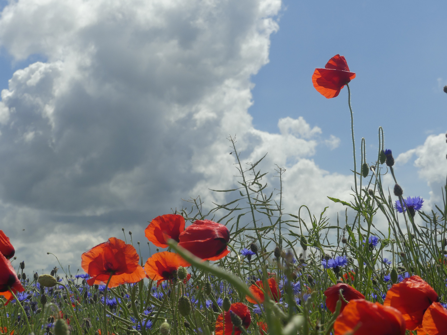 Coquelicots .