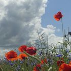 Coquelicots .