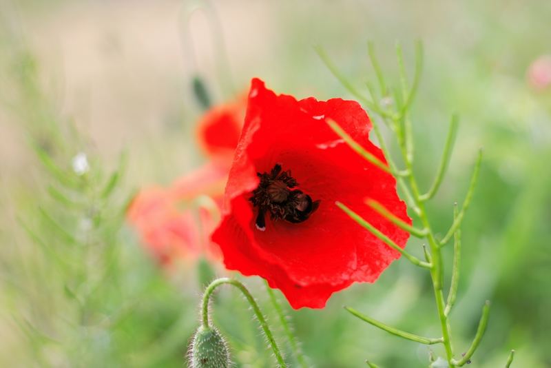 Coquelicots