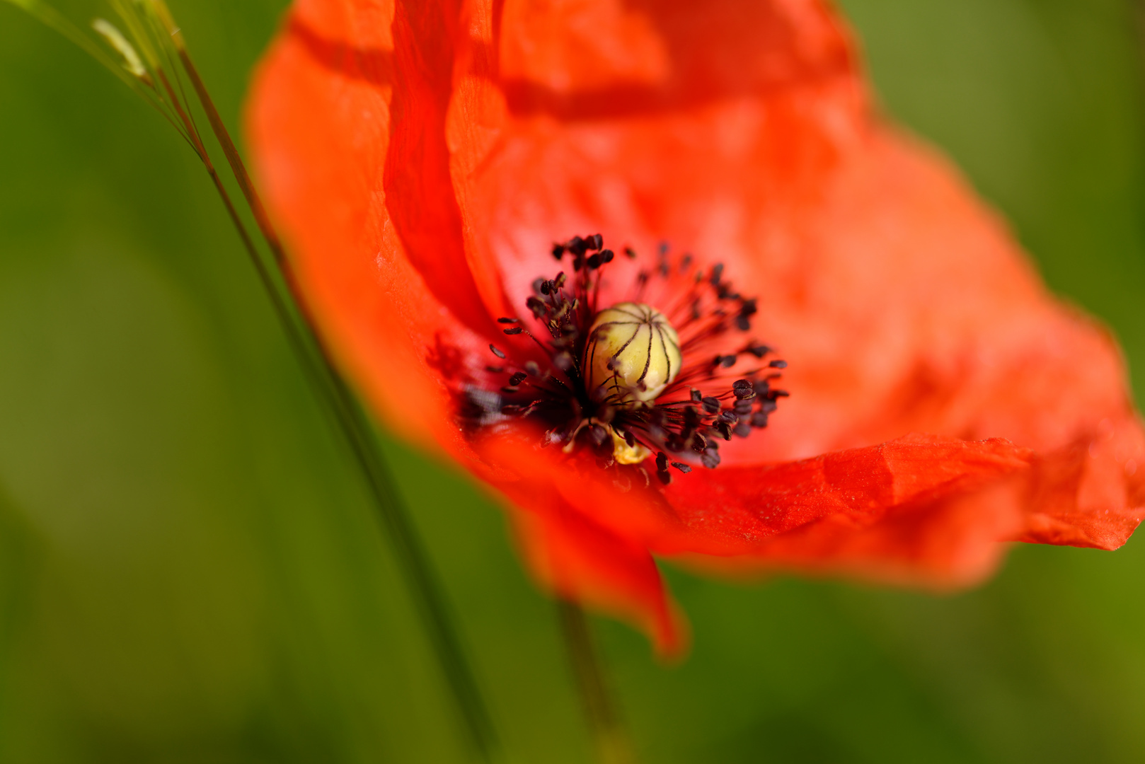 Coquelicots #8