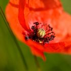 Coquelicots #8