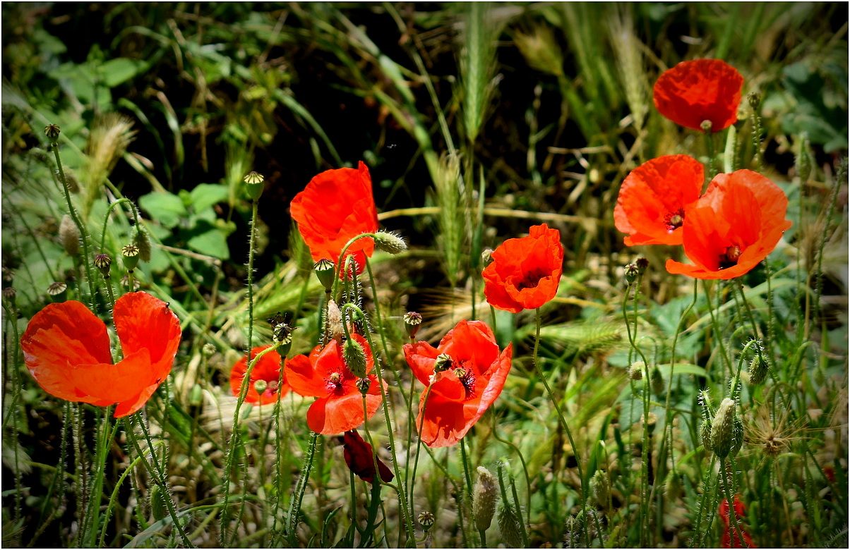 coquelicots