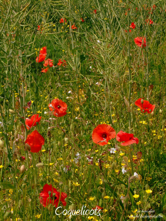 Coquelicots