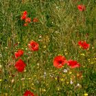 Coquelicots