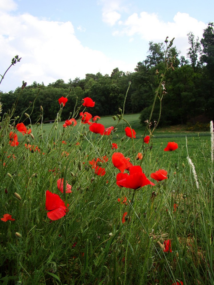 Coquelicots