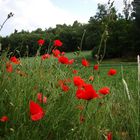 Coquelicots