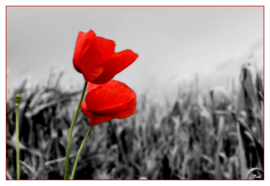 Coquelicots