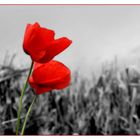 Coquelicots