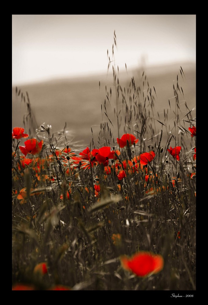 Coquelicots