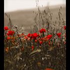 Coquelicots