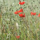 Coquelicots