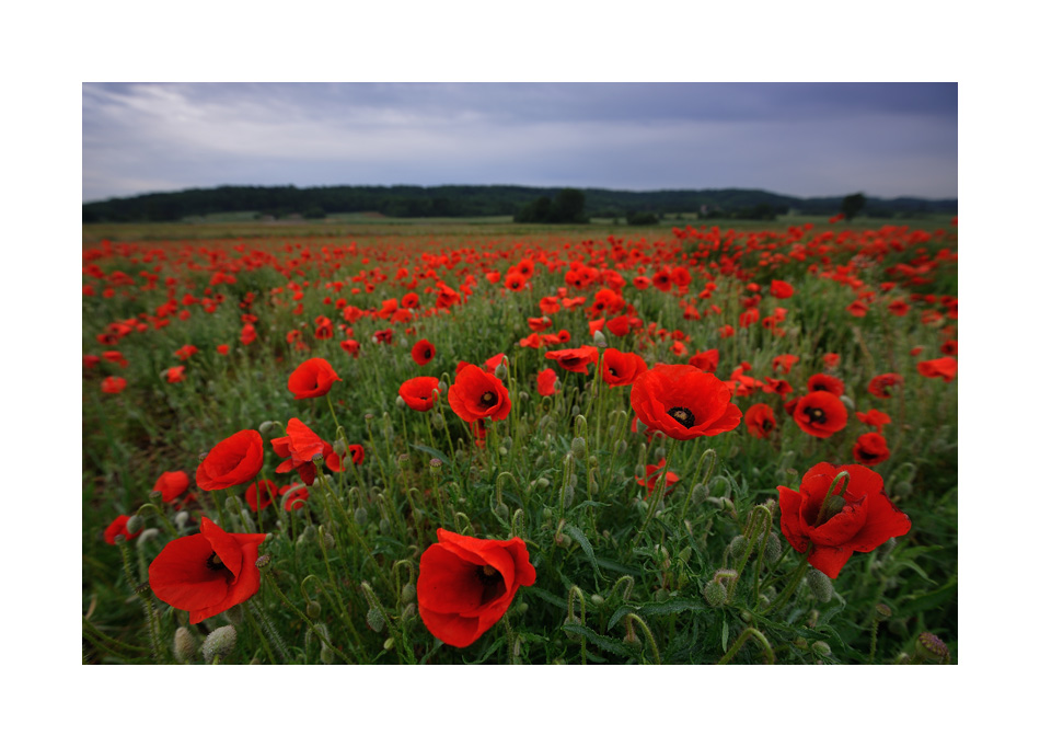 coquelicots