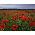 coquelicots