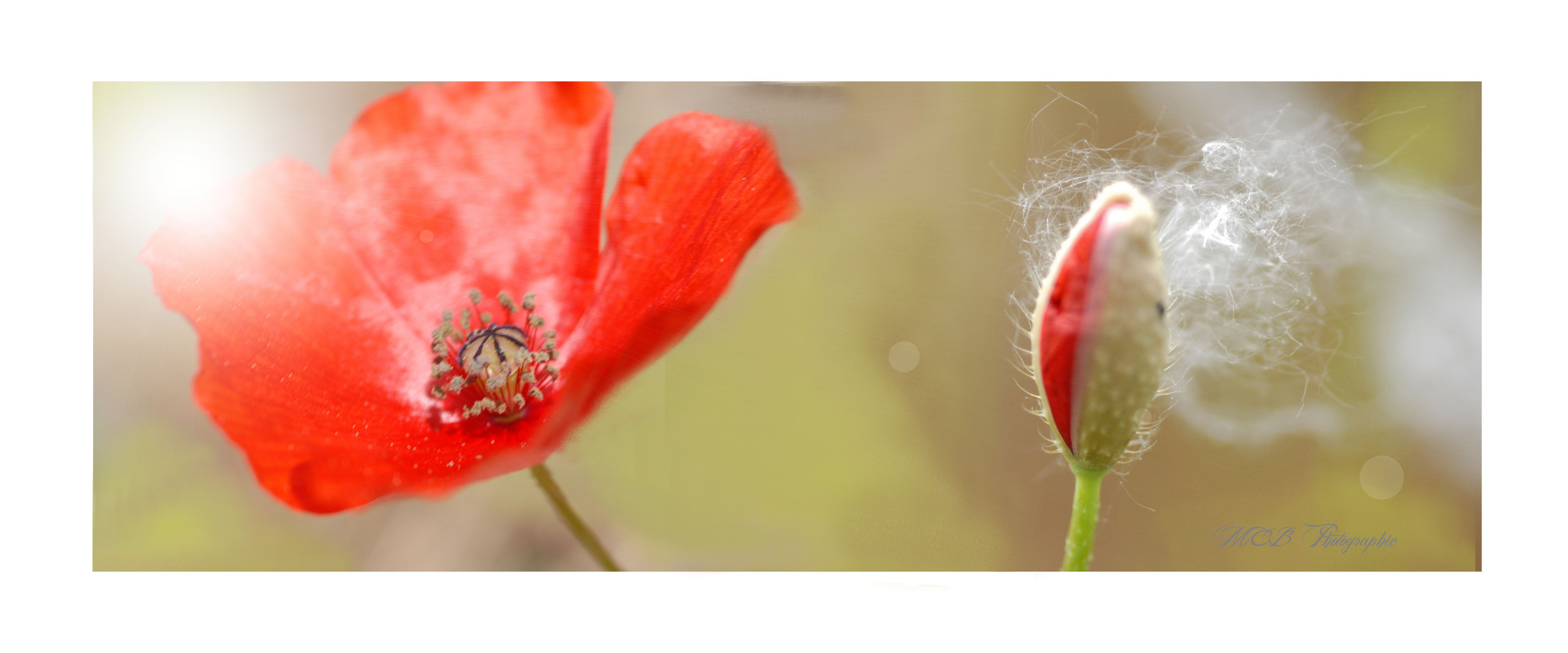 Coquelicots