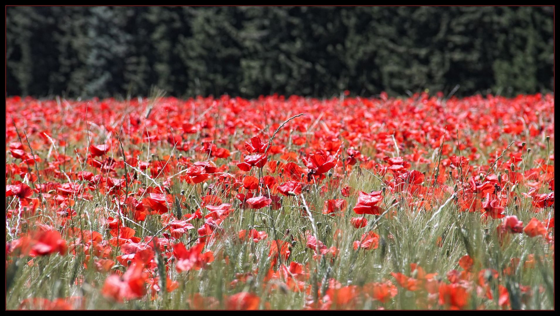 Coquelicots