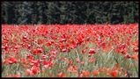 Coquelicots by Denis Heirendt 