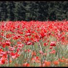 Coquelicots