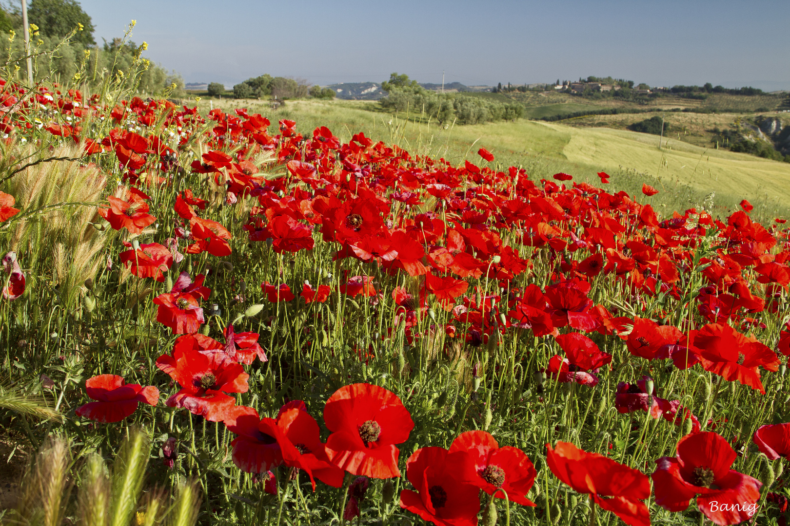 Coquelicots