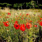 Coquelicots à Giverny