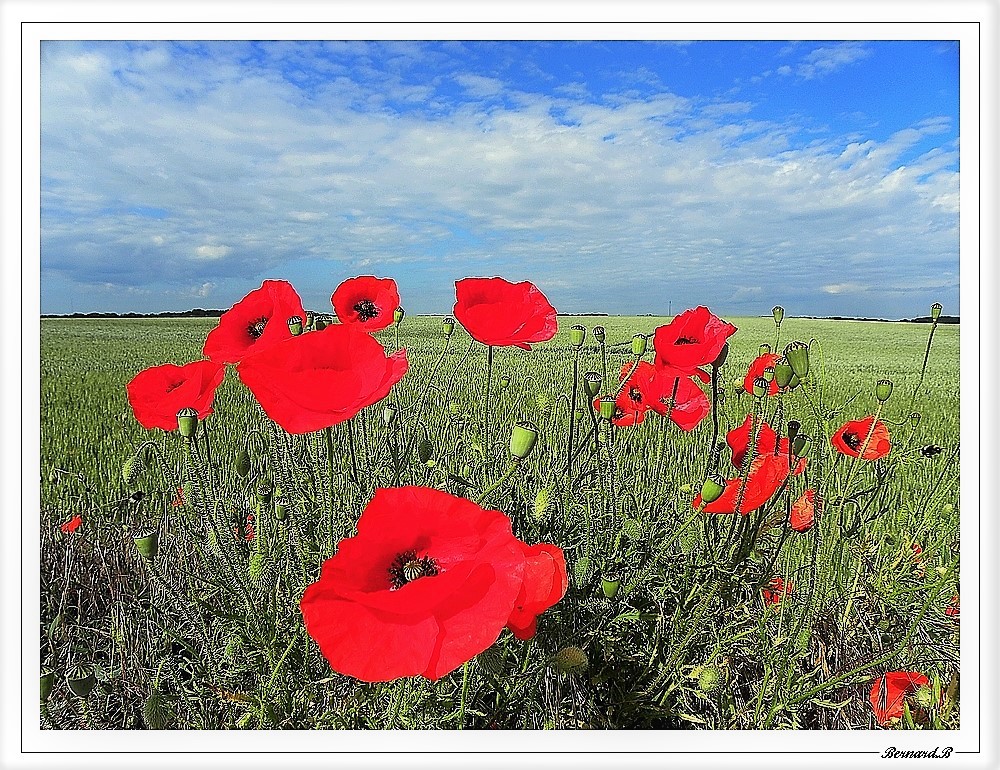 coquelicots