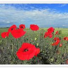 coquelicots