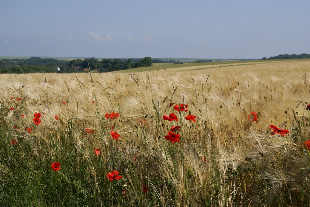 Coquelicots