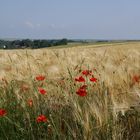 Coquelicots