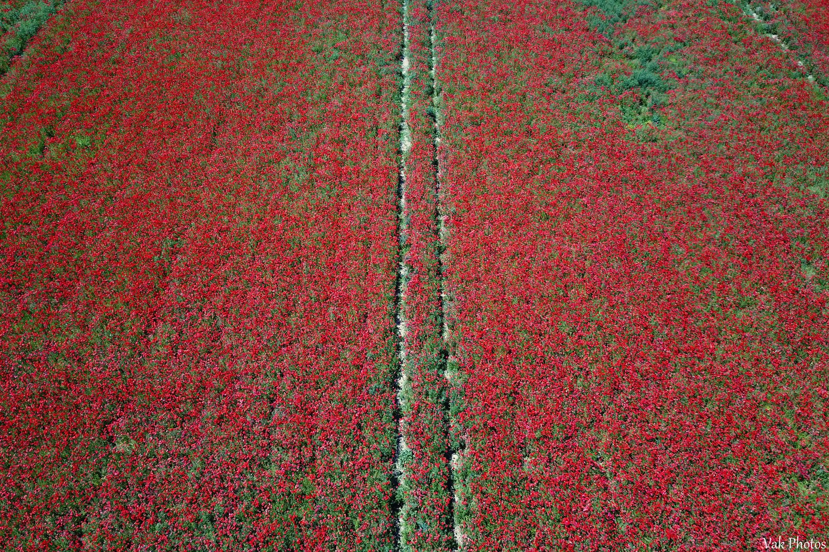 Coquelicots