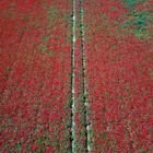 Coquelicots