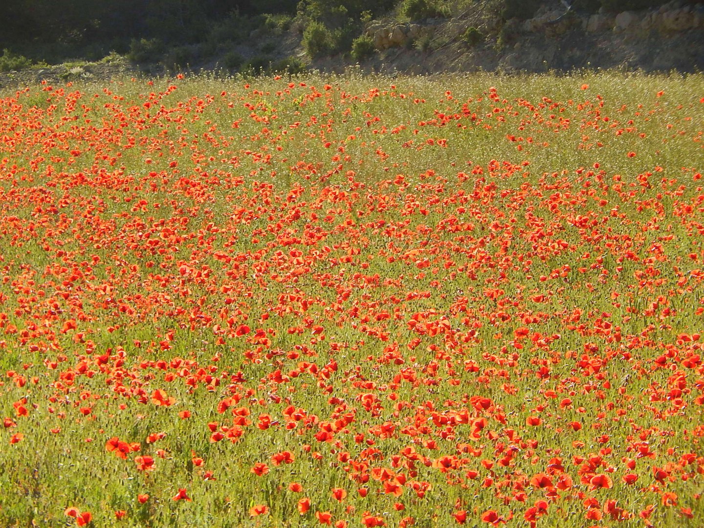 Coquelicots