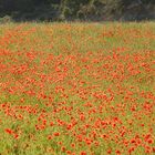 Coquelicots