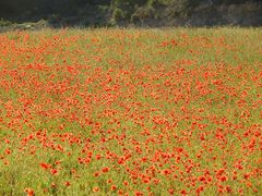 Coquelicots