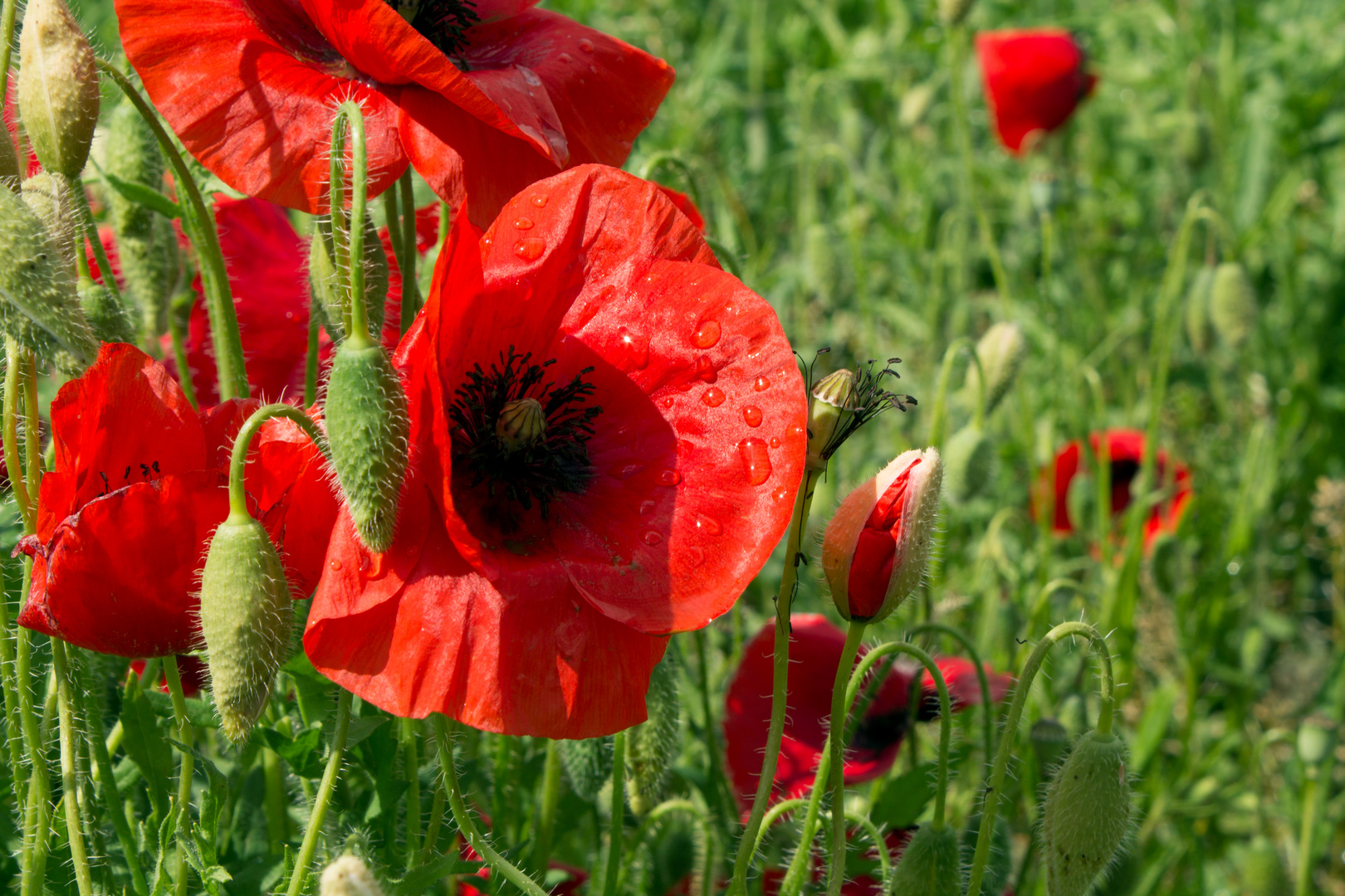 Coquelicots