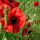 Coquelicots