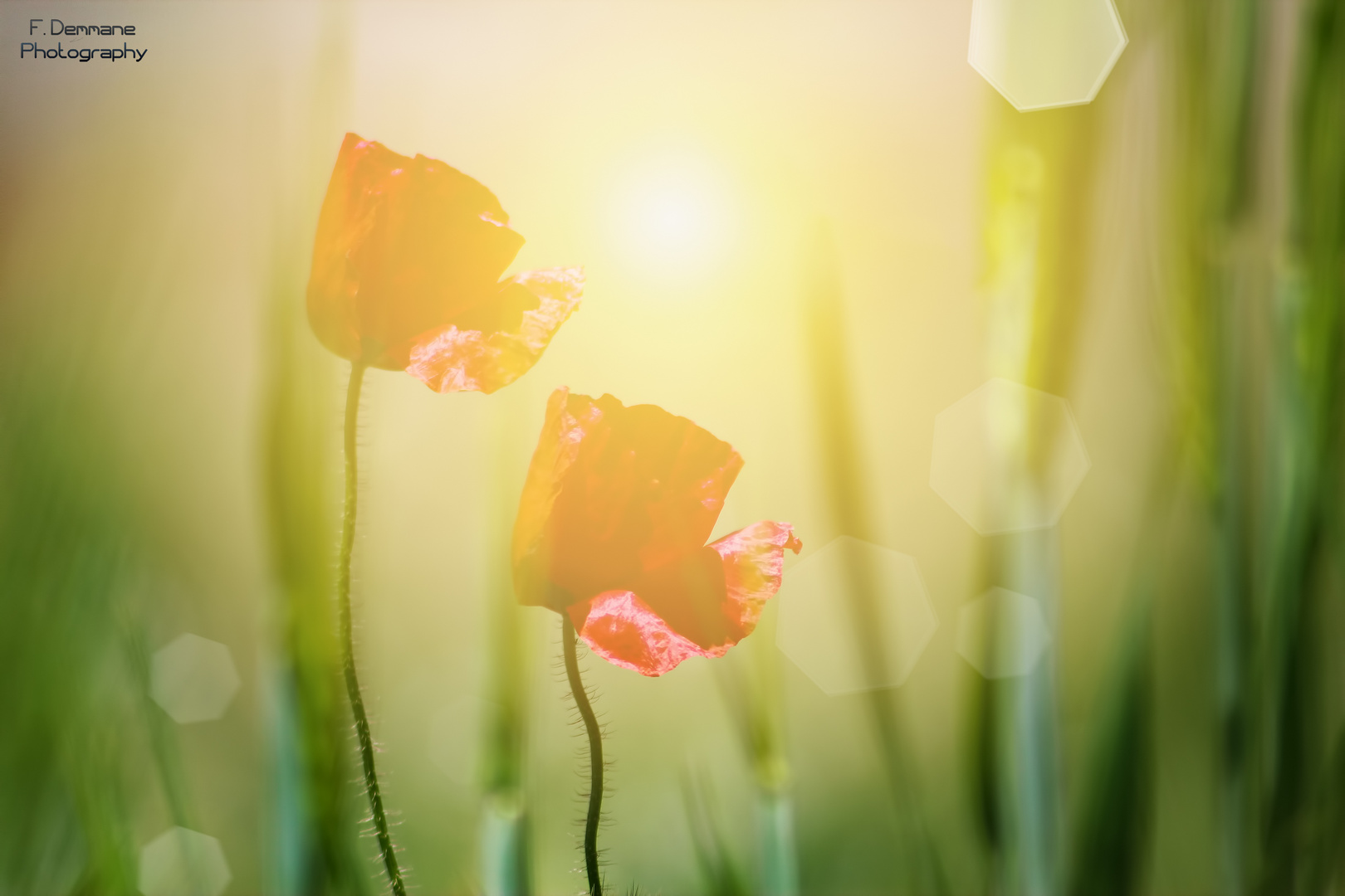 Coquelicots