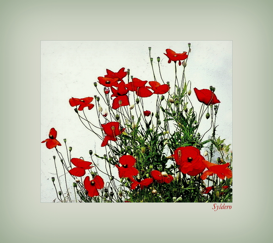 Coquelicots