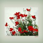 Coquelicots