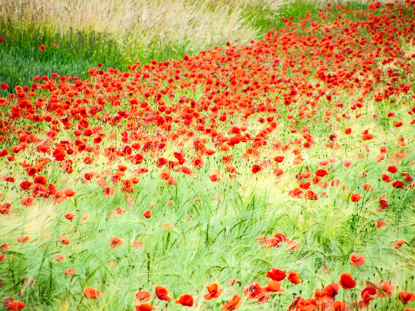 coquelicots alsaciens - Elsässer Mohn