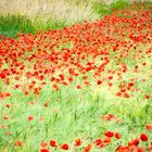 coquelicots alsaciens - Elsässer Mohn