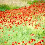 coquelicots alsaciens - Elsässer Mohn