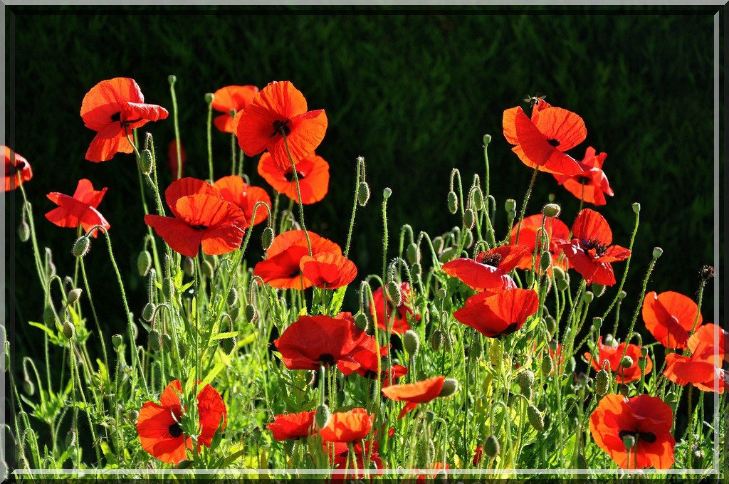 coquelicots au soleil matinal