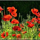 coquelicots au soleil matinal