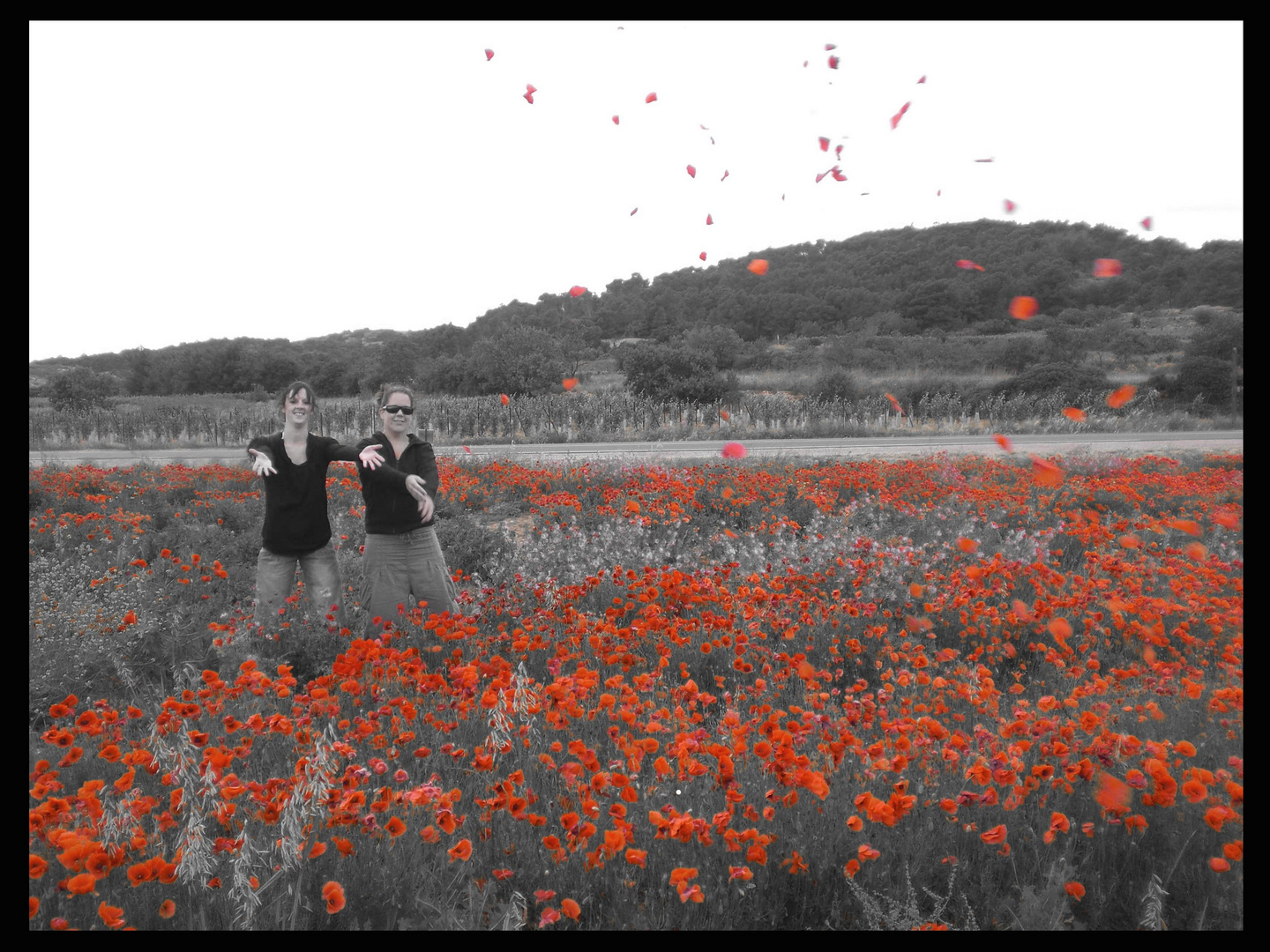 Coquelicots au vent...