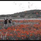 Coquelicots au vent...