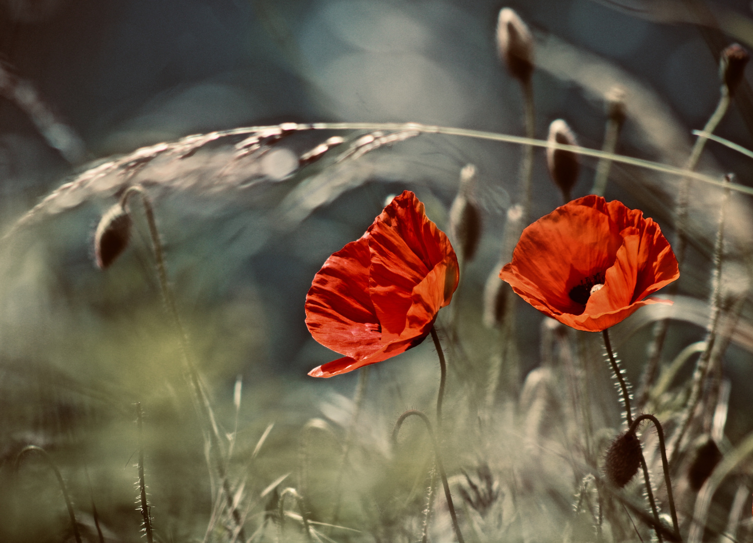 ...coquelicots au vent !!!...