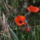 coquelicots