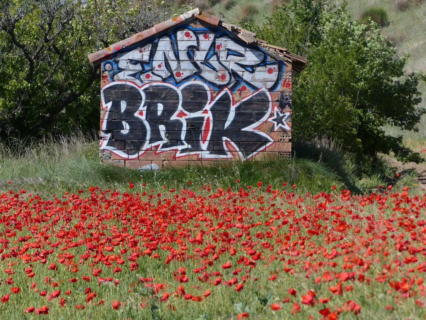 coquelicots