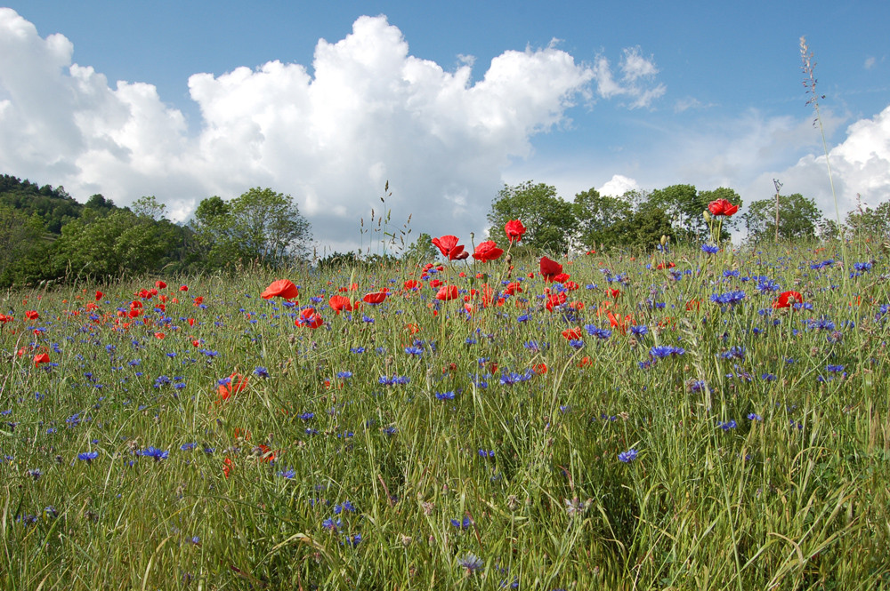 Coquelicots