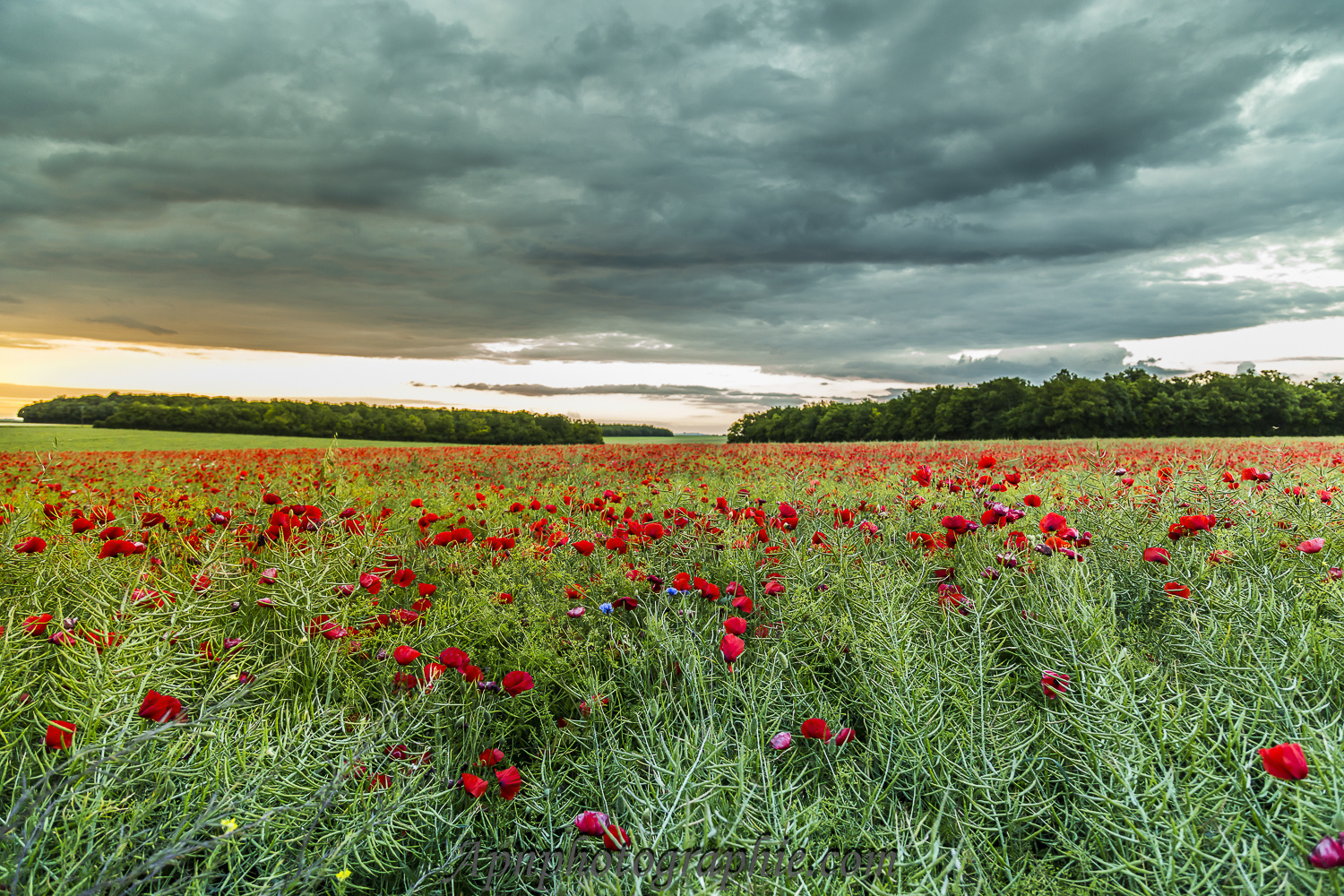 Coquelicots