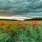 Coquelicots